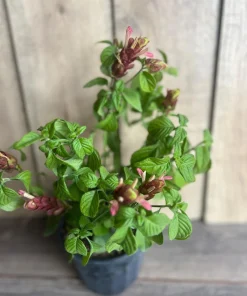 Red Shrimp Plant in 6