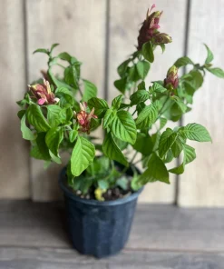 Red Shrimp Plant in 6