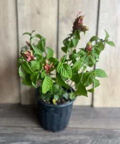 Red Shrimp Plant in 6