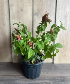 Red Shrimp Plant in 6