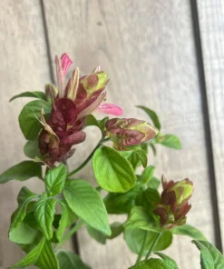 Red Shrimp Plant in 6