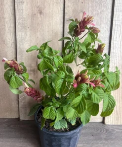 Red Shrimp Plant in 6