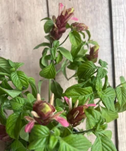 Red Shrimp Plant in 6