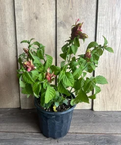 Red Shrimp Plant in 6