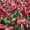 Red Shrimp Plant in 6" Pot , Justicia brandegeeana, Indoor & Outdoor Flowering Plant, Easy Care Houseplant - Image 1