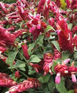 Red Shrimp Plant in 6