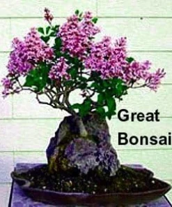 Red Sonic Bloom Weigela Live Plant – Everblooming Shrub – 4 inch Pot - Image 3