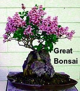 Red Sonic Bloom Weigela Live Plant – Everblooming Shrub – 4 inch Pot - Image 3