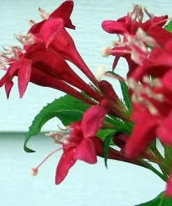Red Sonic Bloom Weigela Live Plant – Everblooming Shrub – 4 inch Pot - Image 4
