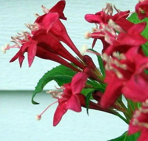 Red Sonic Bloom Weigela Live Plant – Everblooming Shrub – 4 inch Pot - Image 4