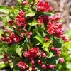 Red Sonic Bloom Weigela Live Plant – Everblooming Shrub – 4 inch Pot - Image 1