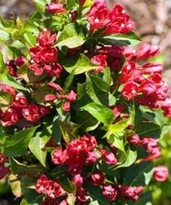Red Sonic Bloom Weigela Live Plant – Everblooming Shrub – 4 inch Pot - Image 1