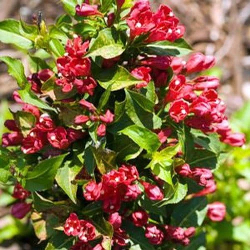 Red Sonic Bloom Weigela Live Plant – Everblooming Shrub – 4 inch Pot - Image 1