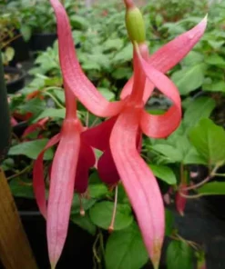 Red Spider Fuchsia Live Plant – Large 6