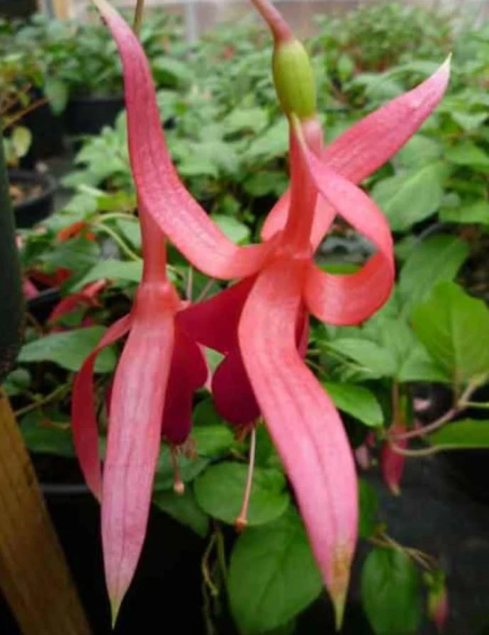 Red Spider Fuchsia Live Plant – Large 6" Pot – Exotic Red Flowers – Shade - Image 2