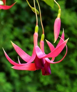 Red Spider Fuchsia Live Plant – Large 6