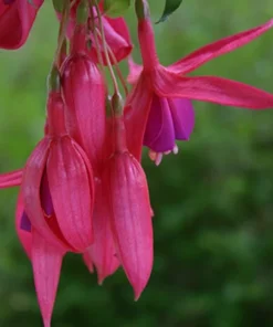 Red Spider Fuchsia Live Plant – Large 6