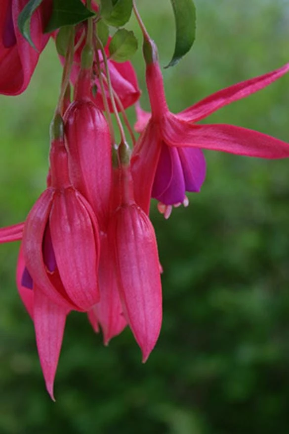 Red Spider Fuchsia Live Plant – Large 6" Pot – Exotic Red Flowers – Shade - Image 4