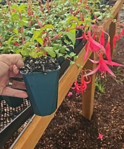 Red Spider Fuchsia Live Plant – Large 6