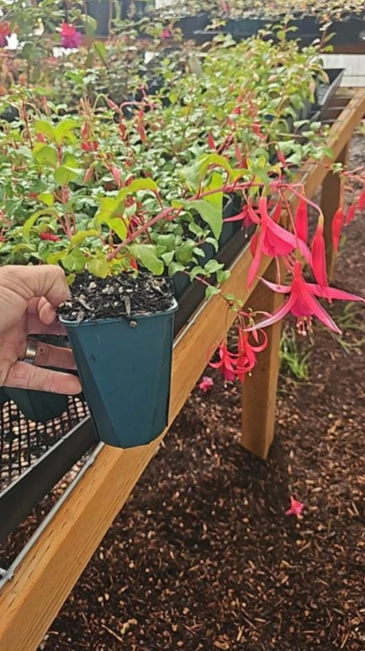 Red Spider Fuchsia Live Plant – Large 6" Pot – Exotic Red Flowers – Shade - Image 5