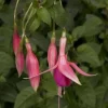 Red Spider Fuchsia Live Plant – Large 6" Pot – Exotic Red Flowers – Shade - Image 1