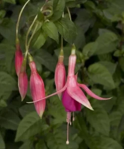 Red Spider Fuchsia Live Plant – Large 6