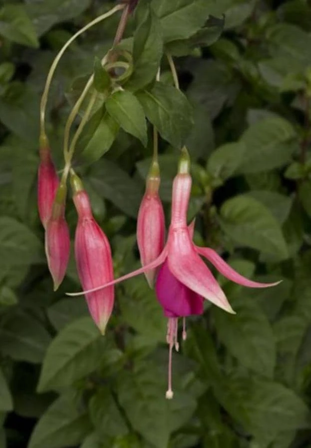 Red Spider Fuchsia Live Plant – Large 6" Pot – Exotic Red Flowers – Shade - Image 1