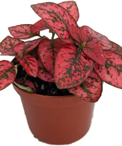 Red Splash Polka Dot Plant - Hypoestes Live Plant - 3.5" Pot - Colorful Houseplant - Image 2
