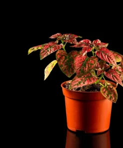 Red Splash Polka Dot Plant - Hypoestes Live Plant - 3.5