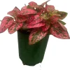 Red Splash Polka Dot Plant - Hypoestes Live Plant - 3.5" Pot - Colorful Houseplant - Image 1