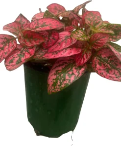 Red Splash Polka Dot Plant - Hypoestes Live Plant - 3.5