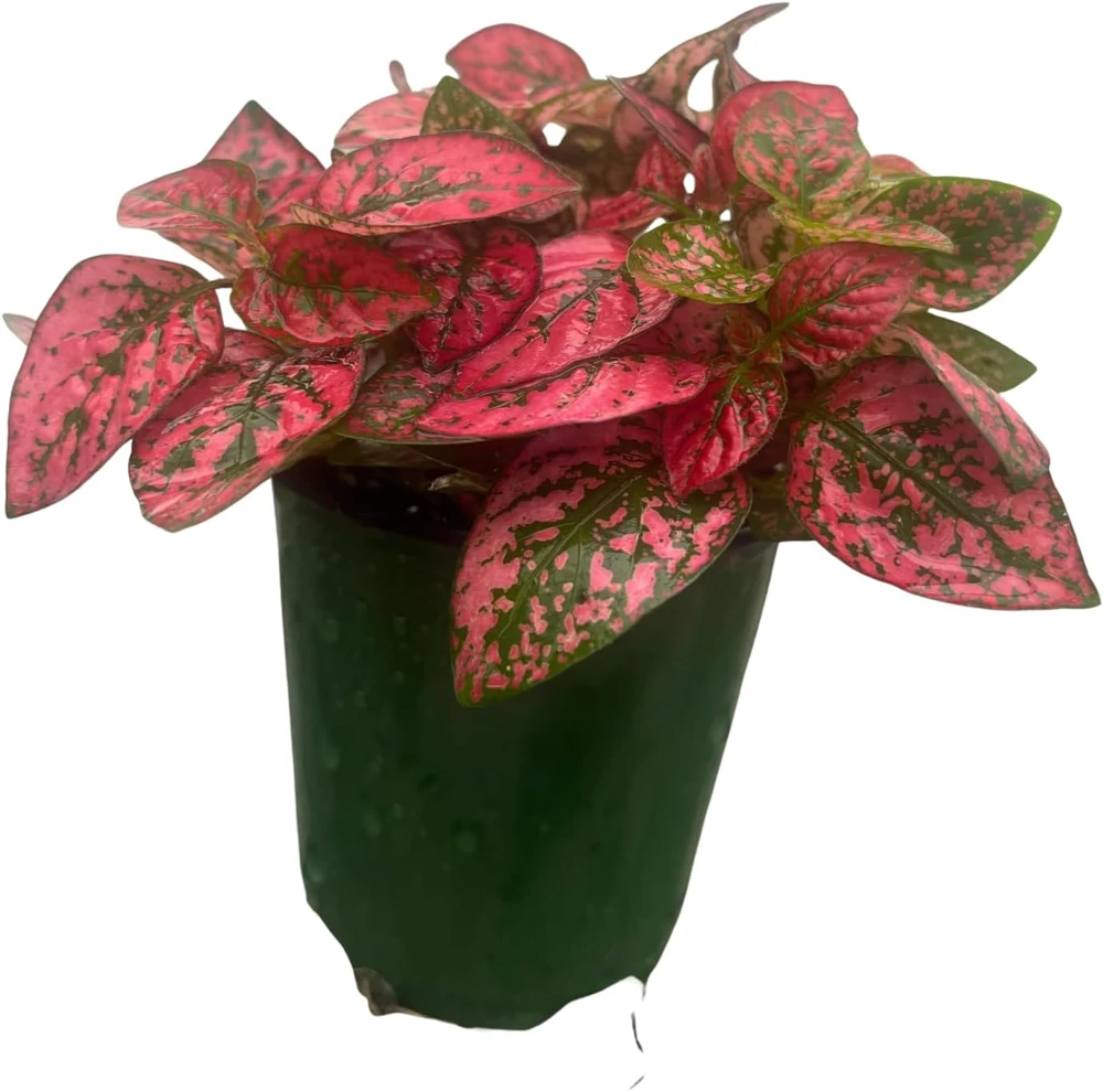 Red Splash Polka Dot Plant - Hypoestes Live Plant - 3.5" Pot - Colorful Houseplant - Image 1