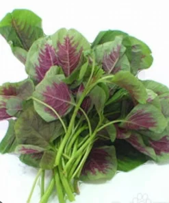 Red Stripe Leaf Amaranth Live Plant - Callaloo Chinese Spinach, Organic, 4 inch Pot - Image 2
