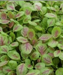 Red Stripe Leaf Amaranth Live Plant - Callaloo Chinese Spinach, Organic, 4 inch Pot - Image 3