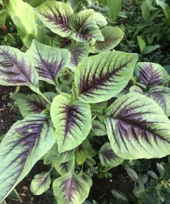 Red Stripe Leaf Amaranth Live Plant - Callaloo Chinese Spinach, Organic, 4 inch Pot - Image 4