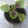Red Stripe Leaf Amaranth Live Plant - Callaloo Chinese Spinach, Organic, 4 inch Pot - Image 1