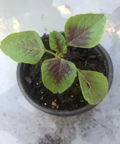 Red Stripe Leaf Amaranth Live Plant - Callaloo Chinese Spinach, Organic, 4 inch Pot - Image 1