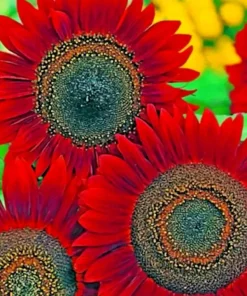 Red Sun Sunflower Seeds for Planting - Non-GMO Garden Seeds, 50 Count - Image 2