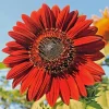Red Sun Sunflower Seeds for Planting - Non-GMO Garden Seeds, 50 Count - Image 1