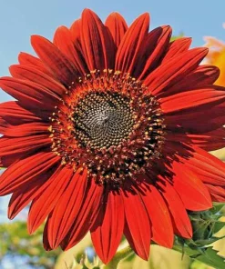 Red Sun Sunflower Seeds for Planting - Non-GMO Garden Seeds, 50 Count - Image 1