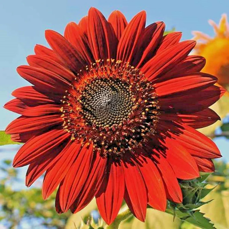 Red Sun Sunflower Seeds for Planting - Non-GMO Garden Seeds, 50 Count - Image 1