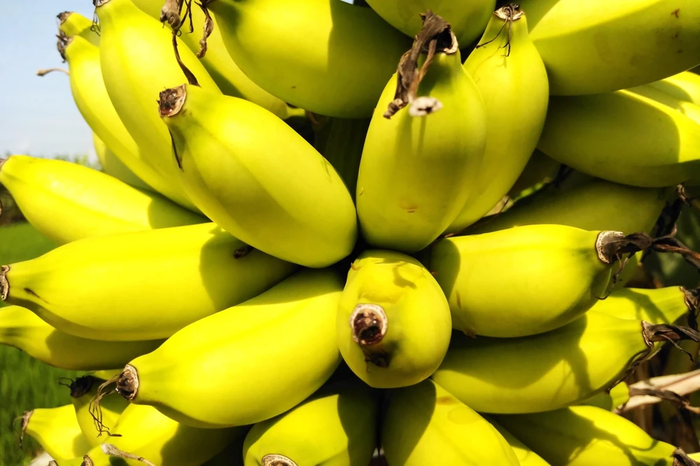 Red Tiger Banana Seeds - Hardy Musa Sikkimensis Fruit Tree - 5 Seeds - Image 2