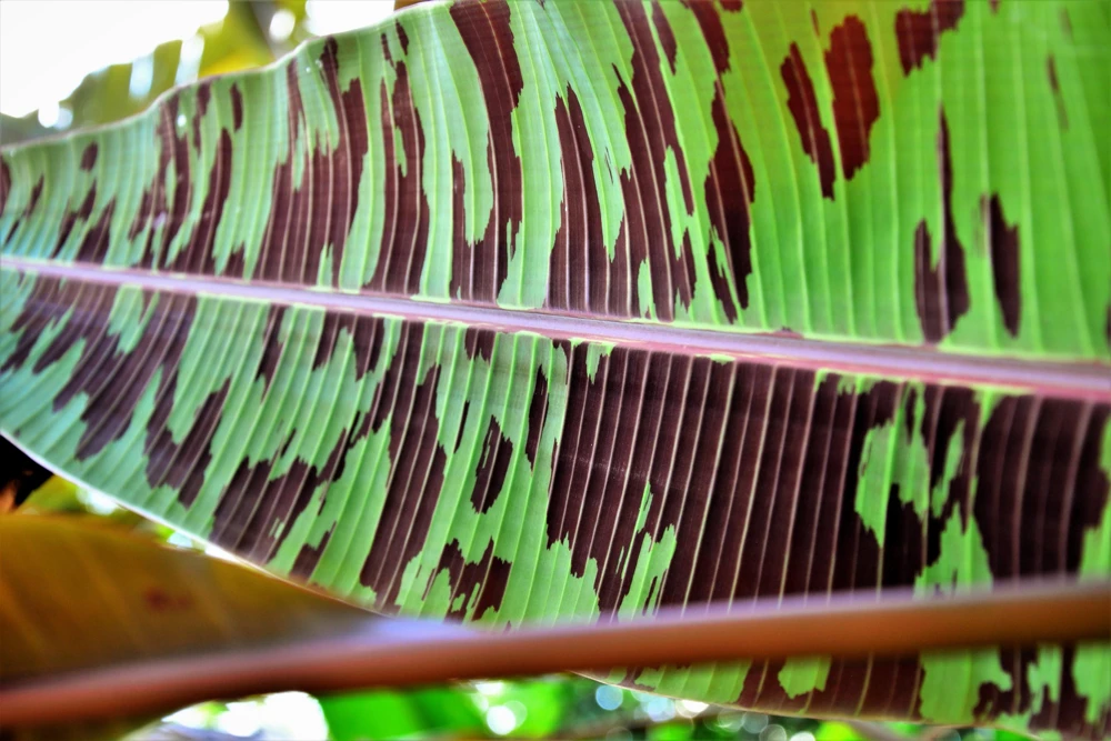 Red Tiger Banana Seeds - Hardy Musa Sikkimensis Fruit Tree - 5 Seeds - Image 4