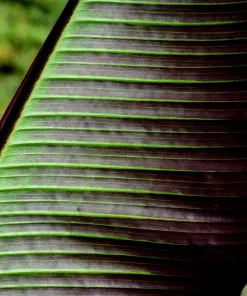 Red Tiger Banana Seeds - Hardy Musa Sikkimensis Fruit Tree - 5 Seeds - Image 5