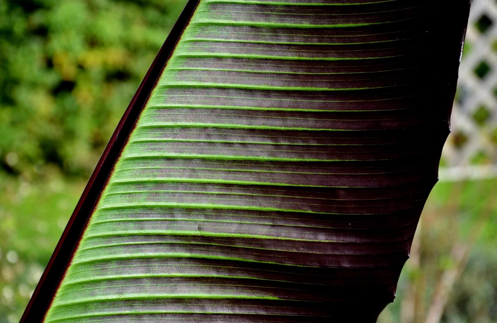 Red Tiger Banana Seeds - Hardy Musa Sikkimensis Fruit Tree - 5 Seeds - Image 5