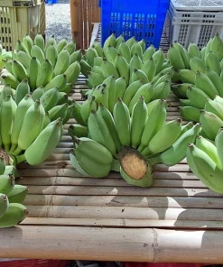 Red Tiger Banana Seeds - Hardy Musa Sikkimensis Fruit Tree - 5 Seeds - Image 6