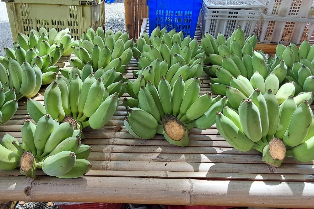Red Tiger Banana Seeds - Hardy Musa Sikkimensis Fruit Tree - 5 Seeds - Image 6