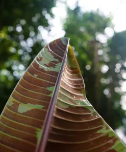 Red Tiger Banana Seeds - Hardy Musa Sikkimensis Fruit Tree - 5 Seeds - Image 7