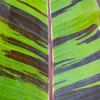 Red Tiger Banana Seeds - Hardy Musa Sikkimensis Fruit Tree - 5 Seeds - Image 1