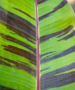 Red Tiger Banana Seeds - Hardy Musa Sikkimensis Fruit Tree - 5 Seeds - Image 1